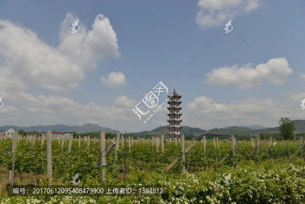 葡萄園