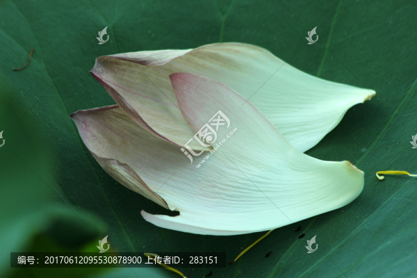 花瓣