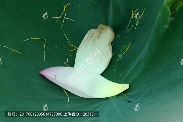 花瓣漂亮