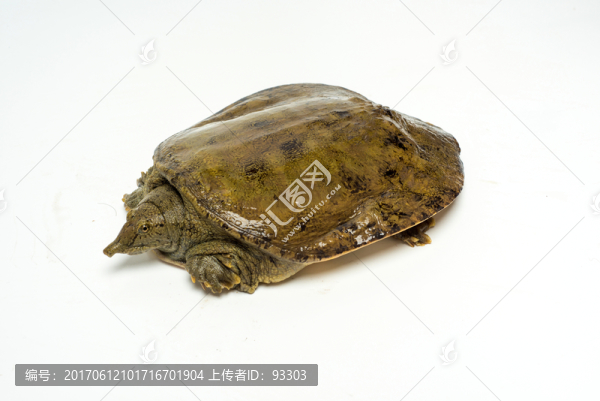 甲魚(yú)