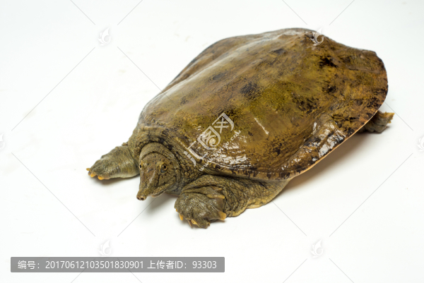 甲魚