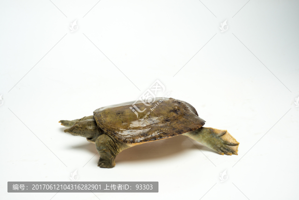 甲魚(yú)