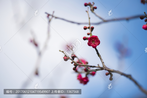梅花