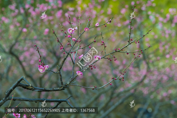 梅花景