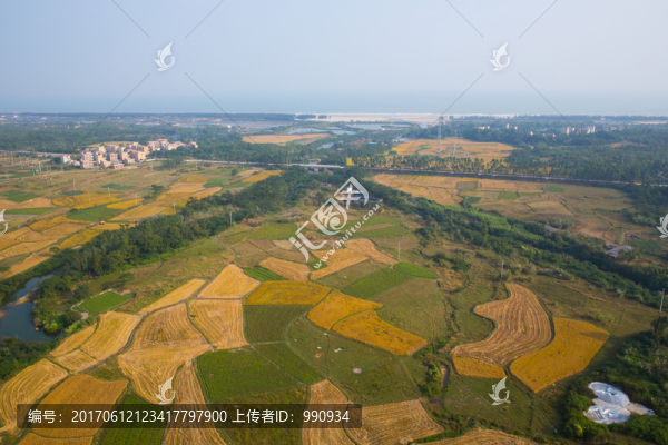 稻田,田野,秋色