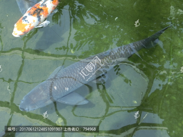 草魚