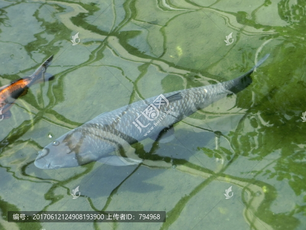草魚(yú)
