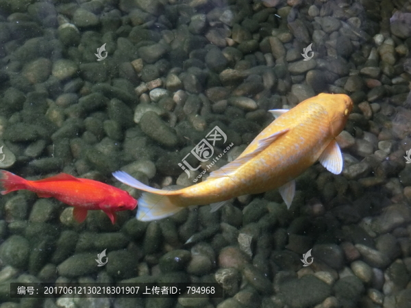 錦鯉