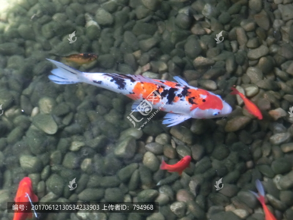 錦鯉
