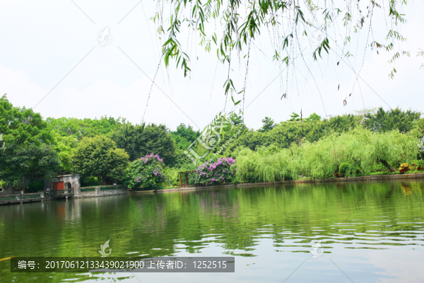 柳樹,湖水