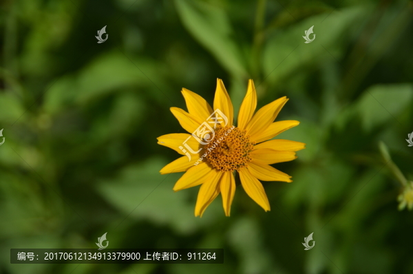 菊芋,鮮花攝影
