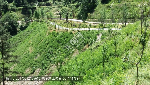 綠化