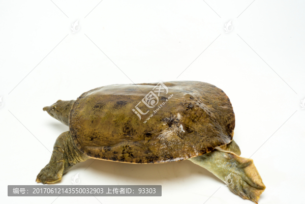 甲魚