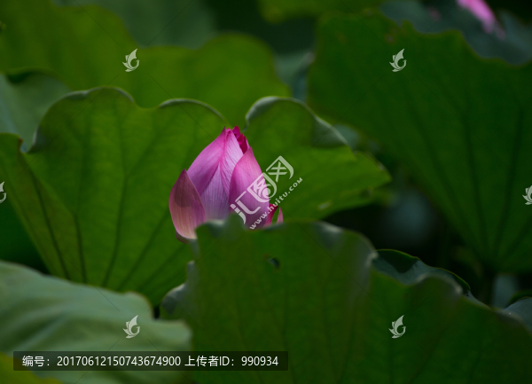 荷花,花卉