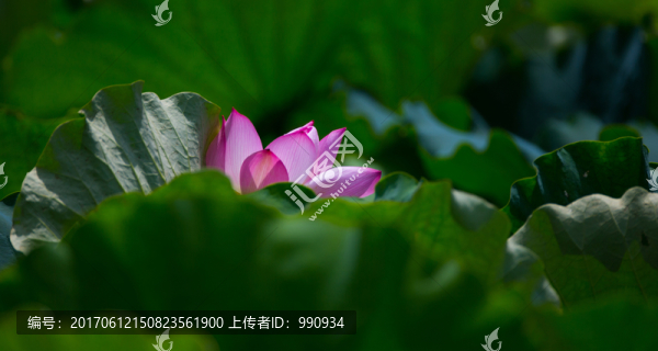 荷花,花卉
