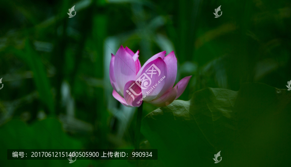 蓮花,荷花