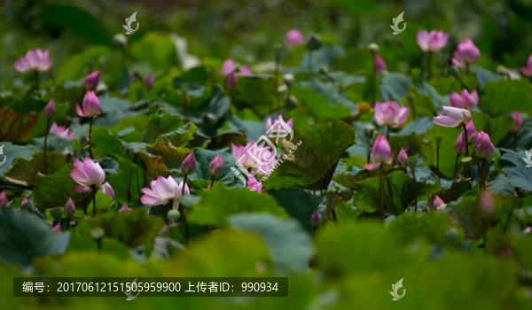 蓮花,荷花