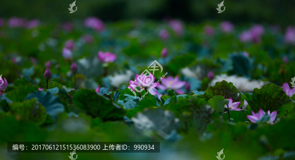 荷花,荷塘