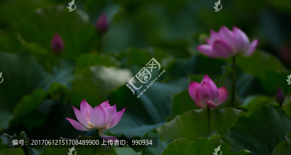 荷花,荷塘