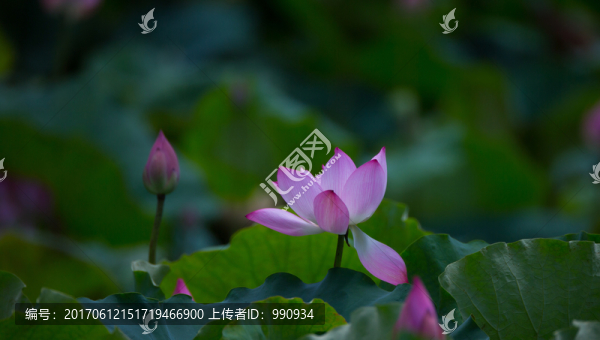 荷花,荷塘