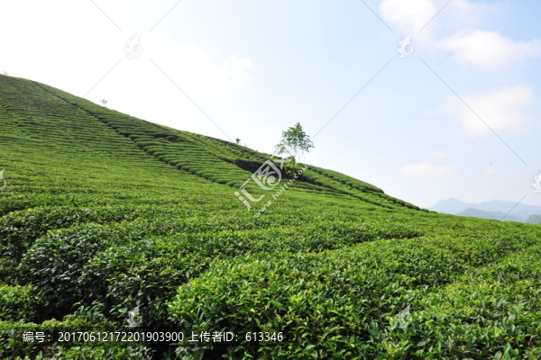 茶園茶葉農(nóng)業(yè)