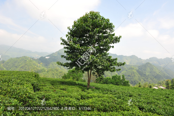 茶園茶葉風景