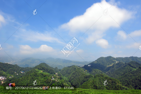 茶園茶葉農(nóng)業(yè)