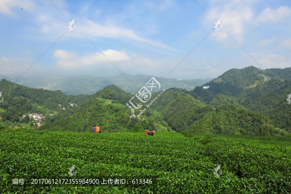 農(nóng)村農(nóng)民茶園采摘