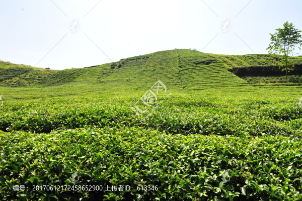 農(nóng)民的茶葉茶園