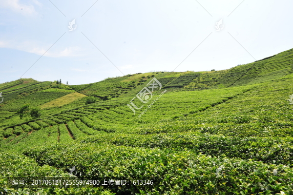 農(nóng)民的茶葉茶園