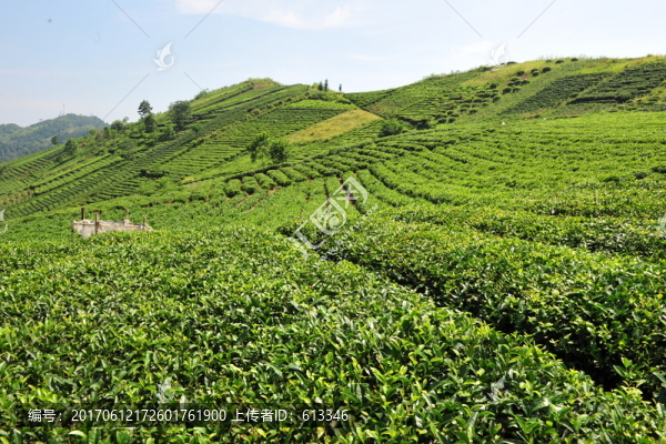 茶園茶葉風(fēng)景風(fēng)光