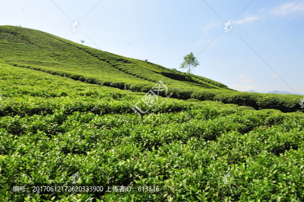 茶園茶葉風(fēng)景風(fēng)光