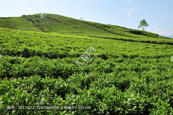 茶園茶葉風(fēng)景風(fēng)光