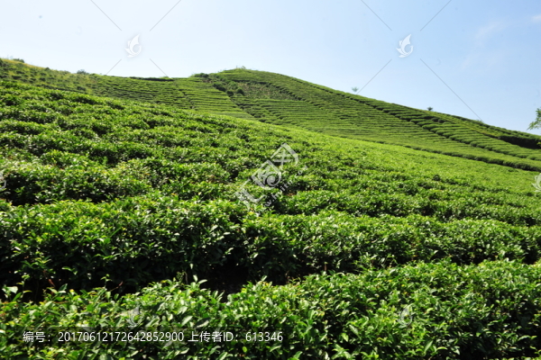 茶園茶葉