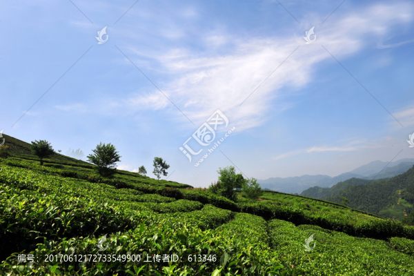 美麗茶園茶葉風景