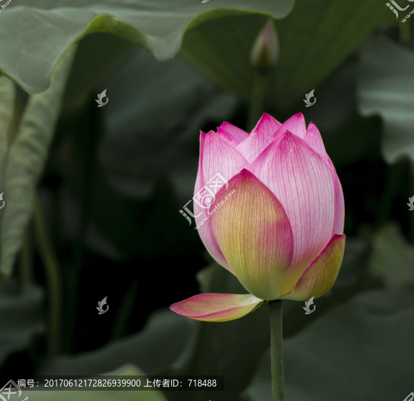 荷葉,特寫,禪