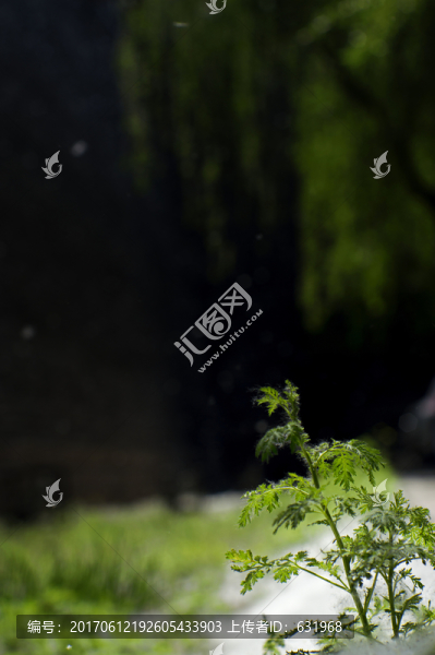 夏季手機壁紙春季綠色植物微距