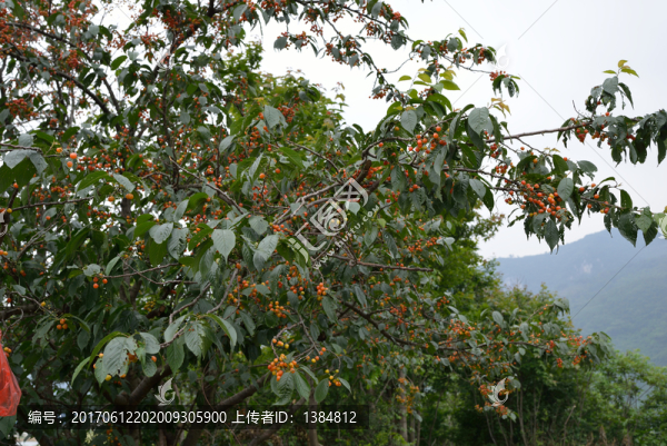 櫻桃,櫻桃園