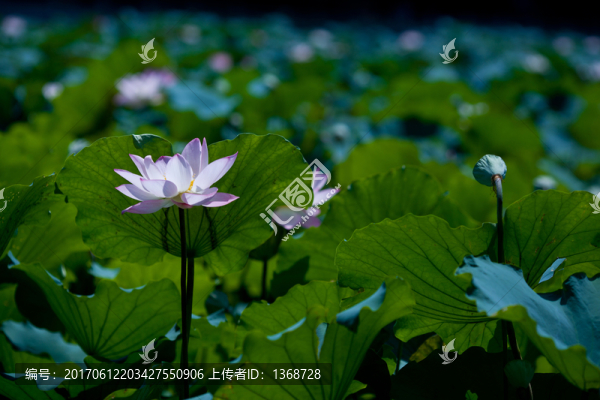 荷花