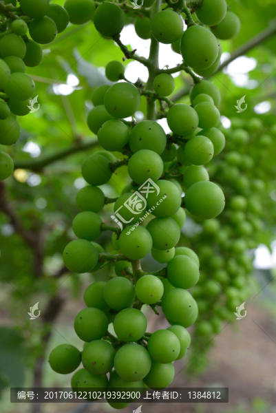 藍天白云,葡萄園
