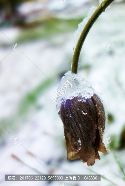 花卉
