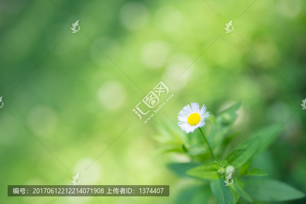 夏日清新