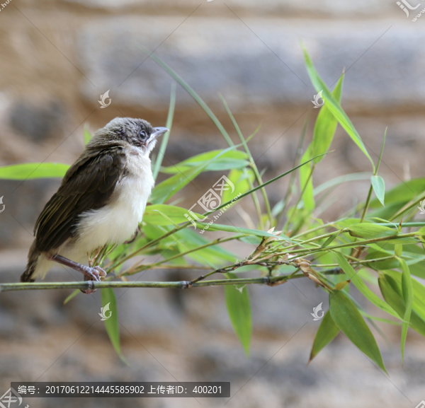 鳥落竹枝