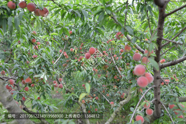 黃桃,桃子,桃花園