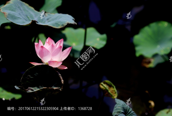 荷花