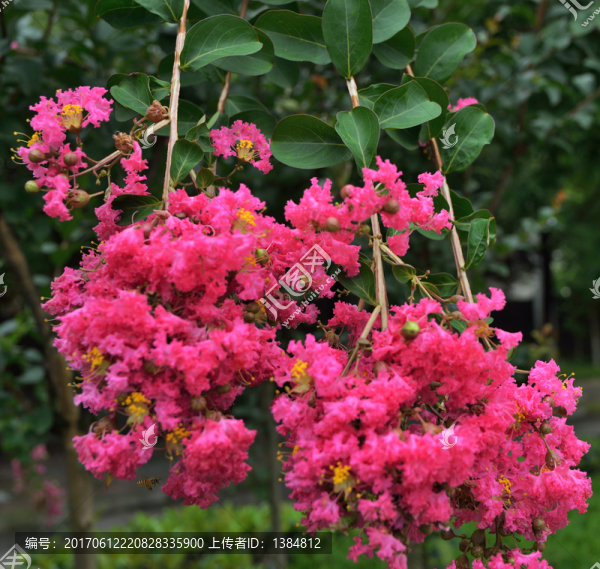 紫薇花,風(fēng)景