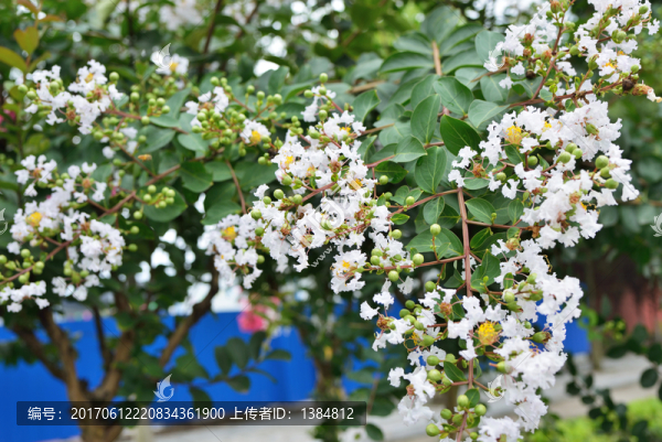 紫薇花,風(fēng)景