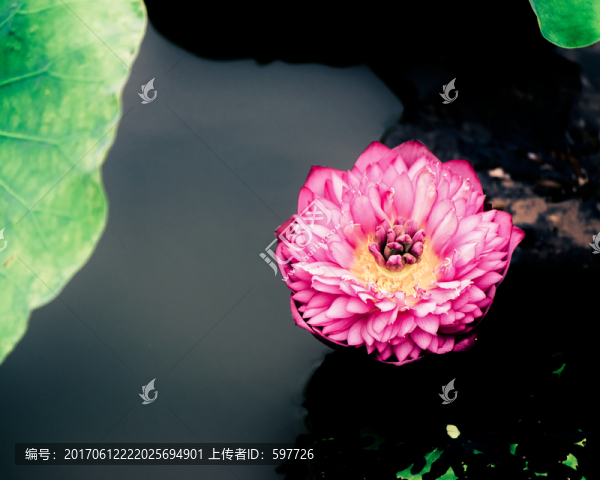 重瓣荷花