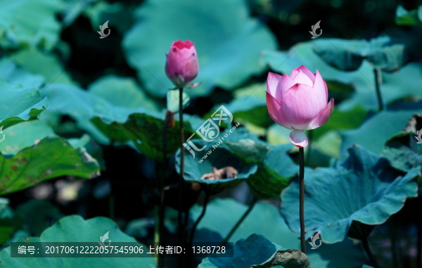 荷花