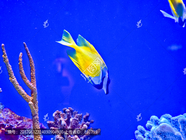 海底世界,藍子魚